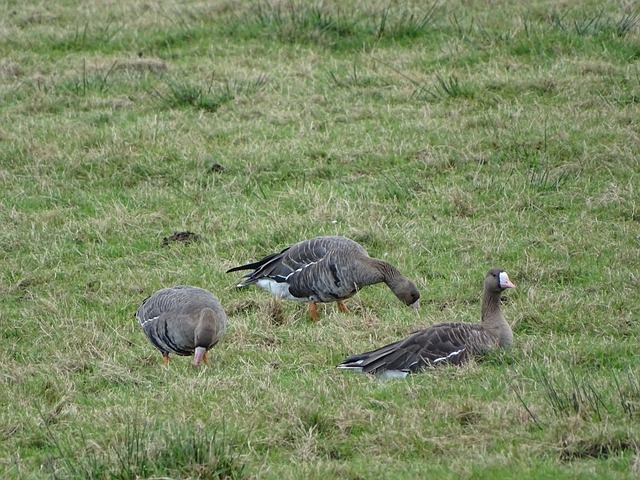 篮球公园 篮球公园