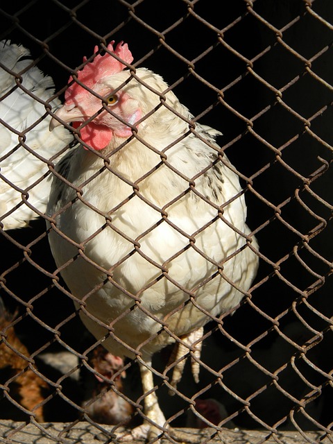 新西兰此次 新西兰此次